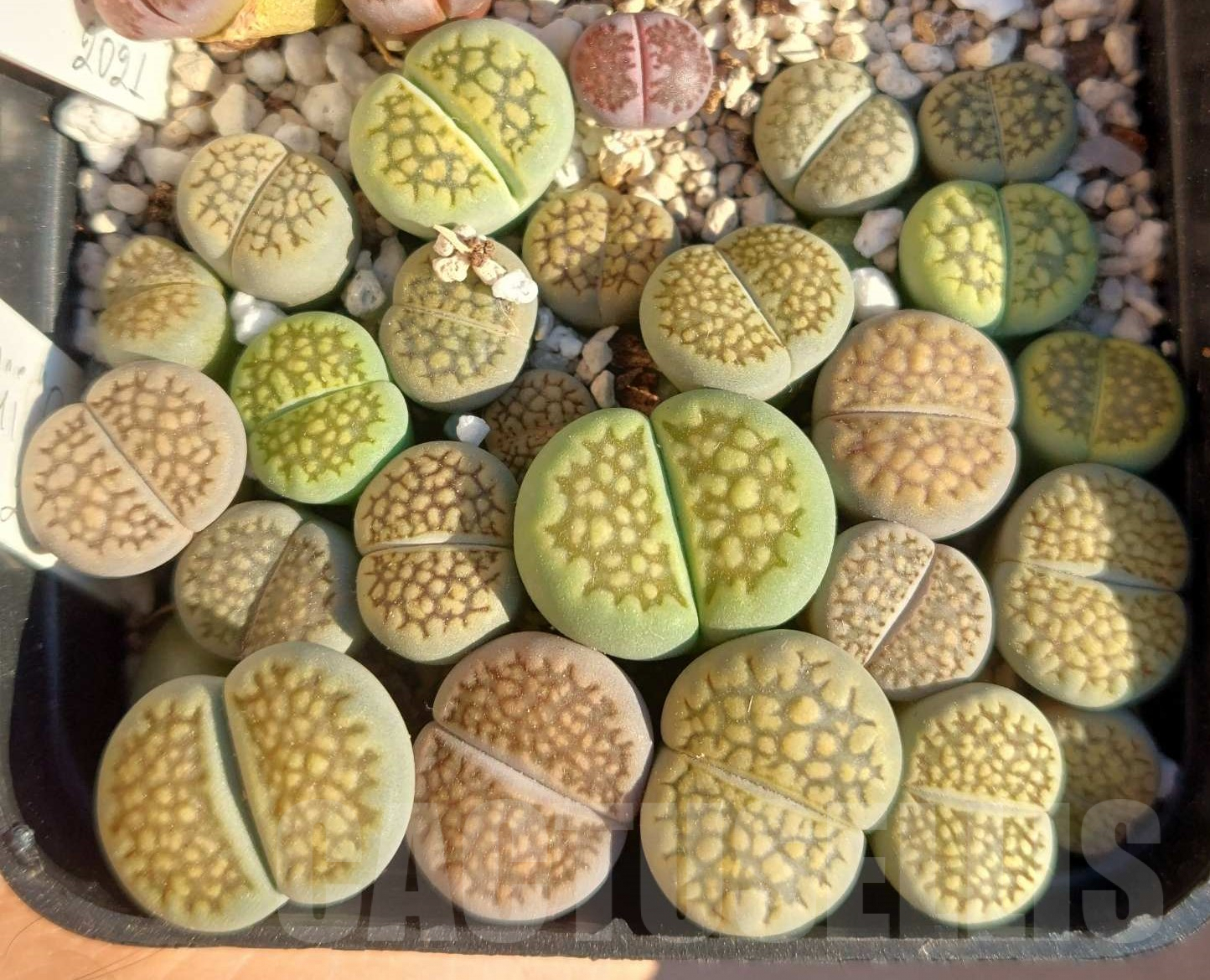 VVG4252 Lithops hallii 'Green' -Selected form- 3 plants , seedling - Image 2