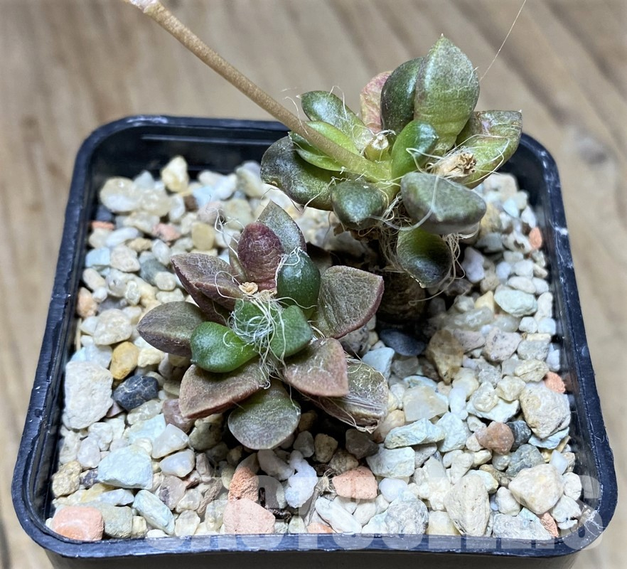 VVG36317 Anacampseros retusa -Steinkopf- 2 plants