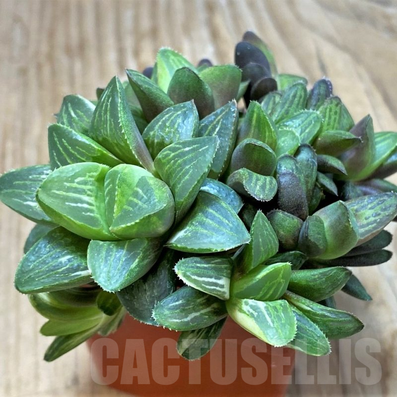 SH11633 Haworthia retusa f. variegata