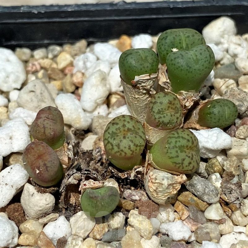 SH11830 Conophytum obcordellum mix