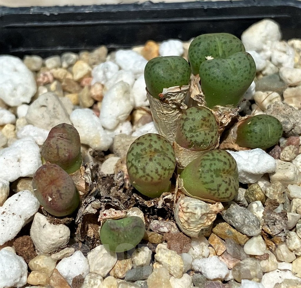 SH11830 Conophytum obcordellum mix