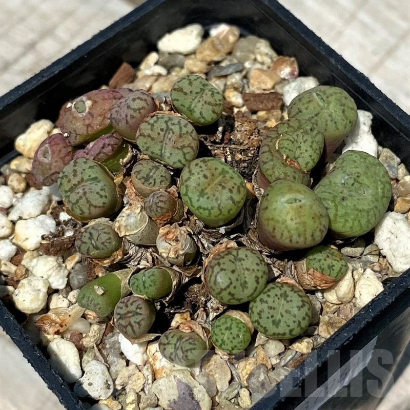 SH11818 Conophytum obcordellum mix