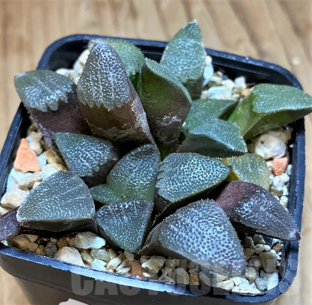 VVG12034 Haworthia bayeri -Kammanassie Dam- 2 plants - immagine 2