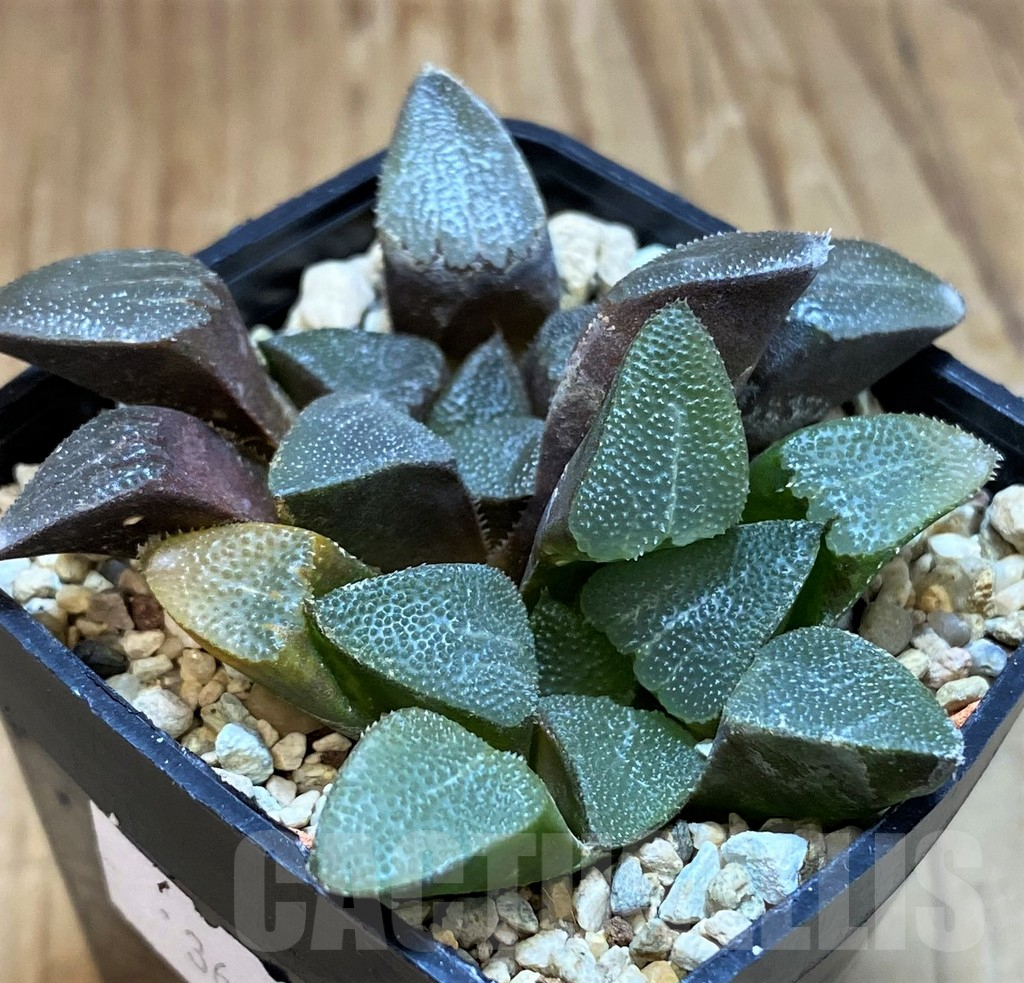 VVG12034 Haworthia bayeri -Kammanassie Dam- 2 plants - immagine 3