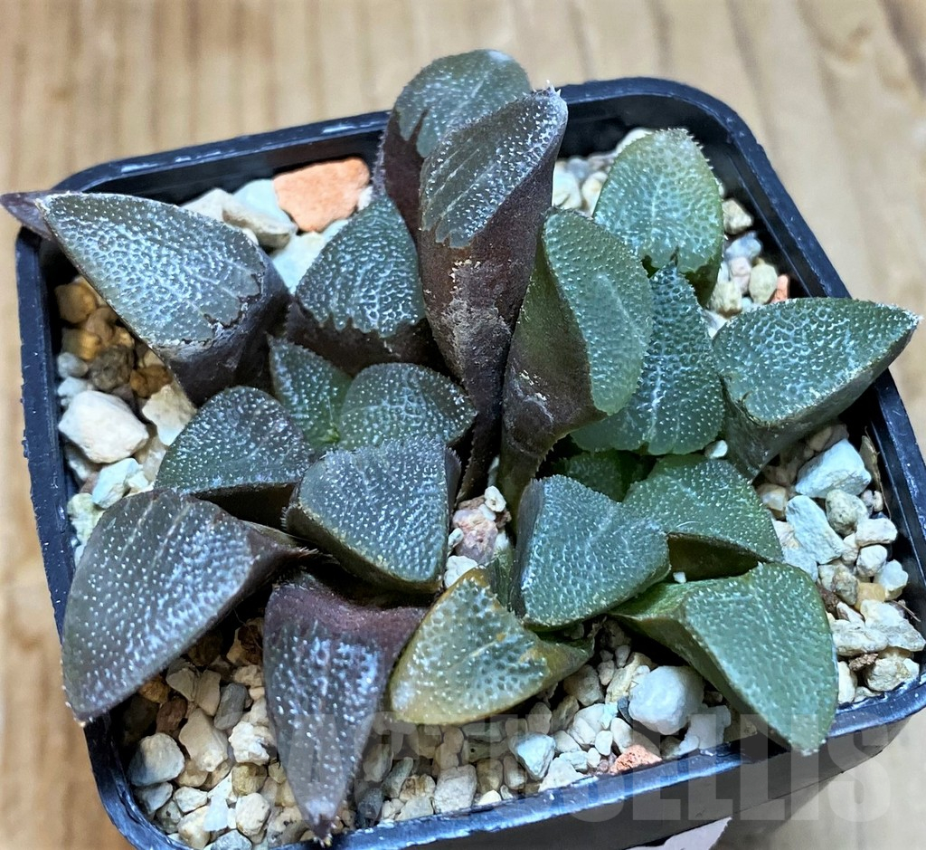 VVG12034 Haworthia bayeri -Kammanassie Dam- 2 plants - immagine 4