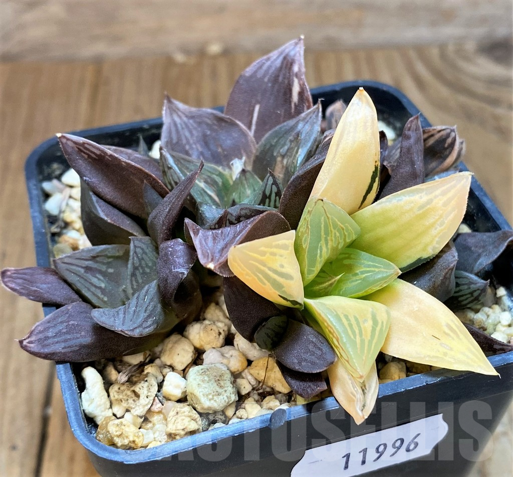 SH11996 Haworthia obtusa f. variegata RU2, seedling - Image 3