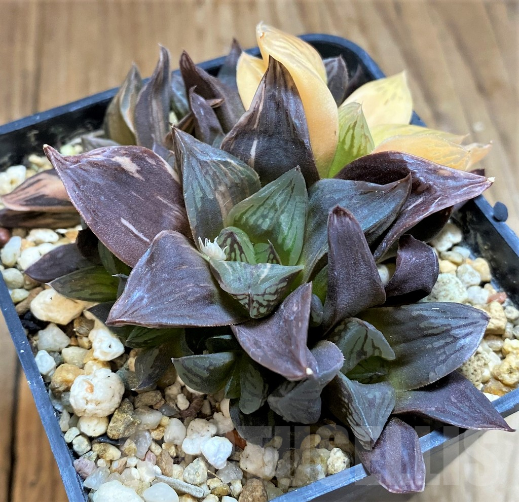 SH11996 Haworthia obtusa f. variegata RU2, seedling - Image 2