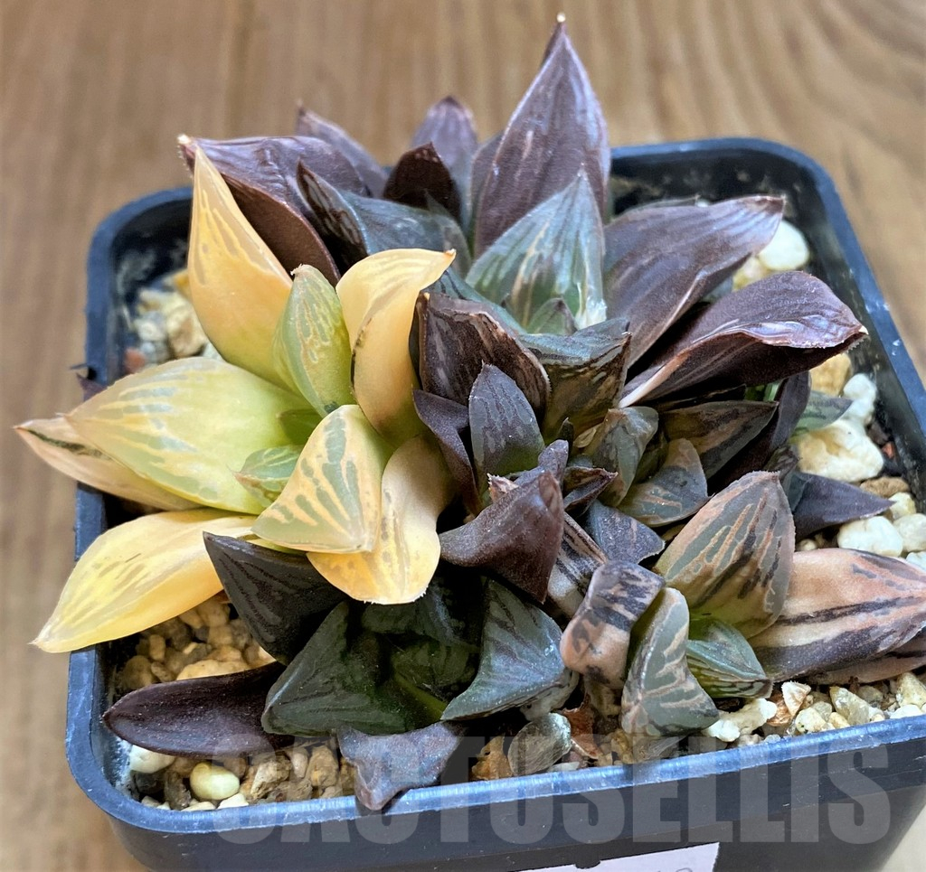 SH11996 Haworthia obtusa f. variegata RU2, seedling