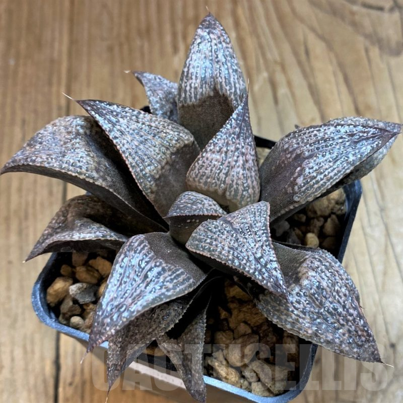 SH12685 Haworthia magnifica var. splendens GM452