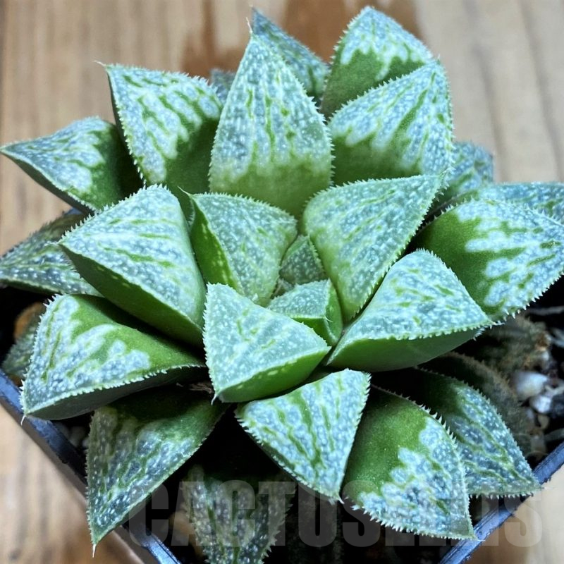 SH12734 Haworthia wimii 'White'
