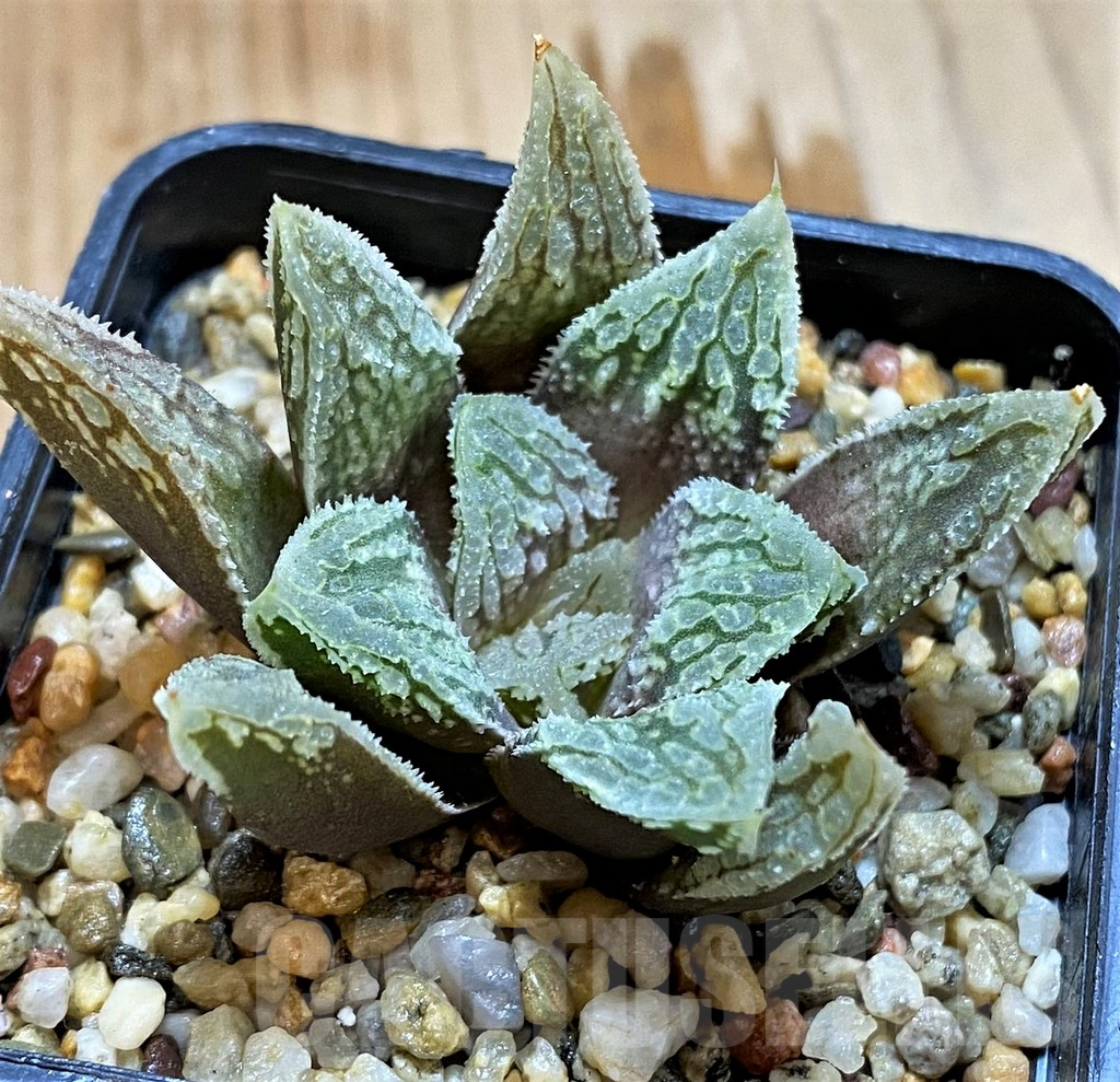 VVG12736 Haworthia 'Gorbi' hybrid - Imagen 2