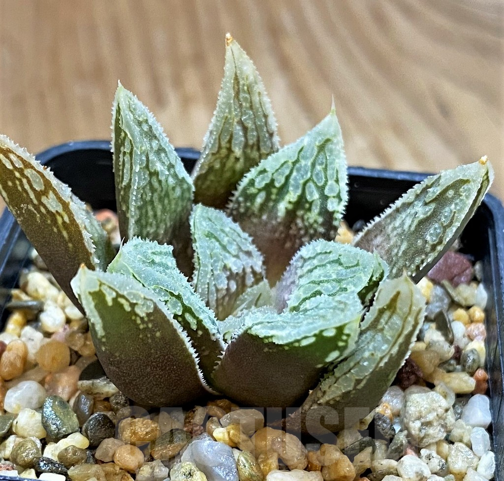 VVG12736 Haworthia 'Gorbi' hybrid