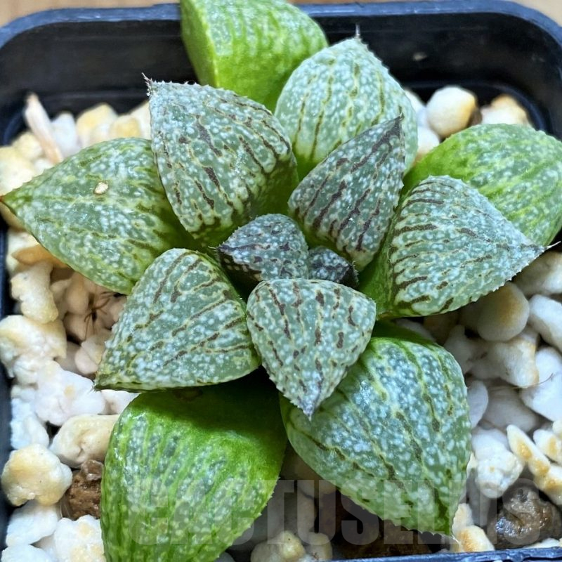 SH12742 Haworthia picta