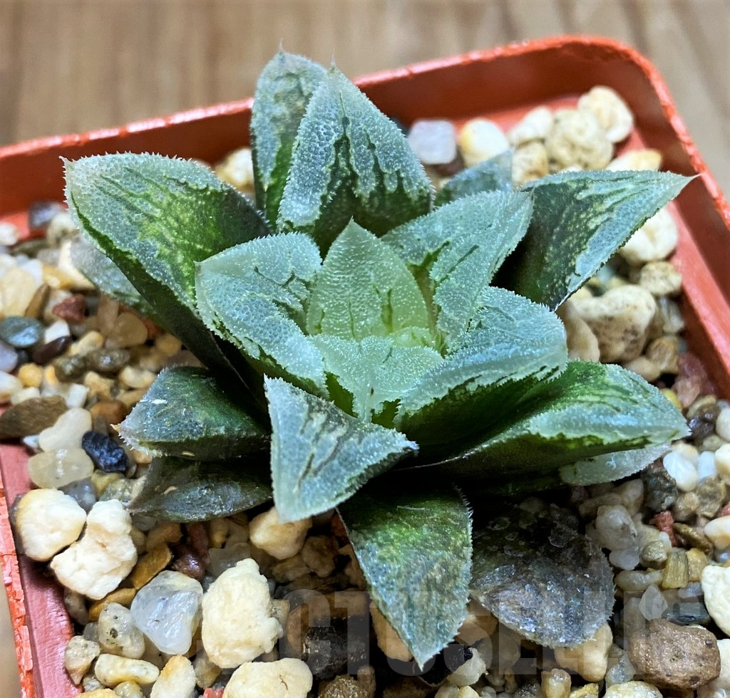 SH12749 Haworthia 'Hakuteijyo' hybrid - immagine 3