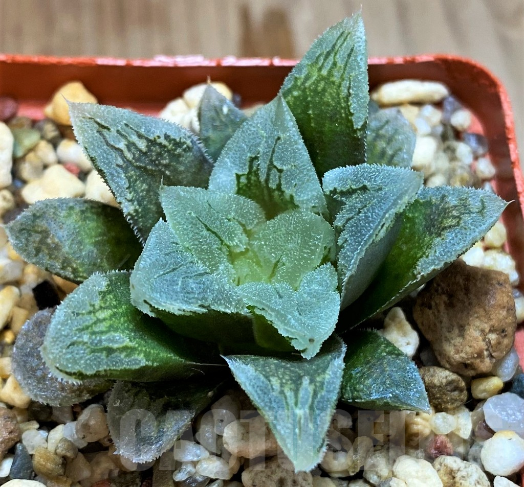 SH12749 Haworthia 'Hakuteijyo' hybrid - immagine 2