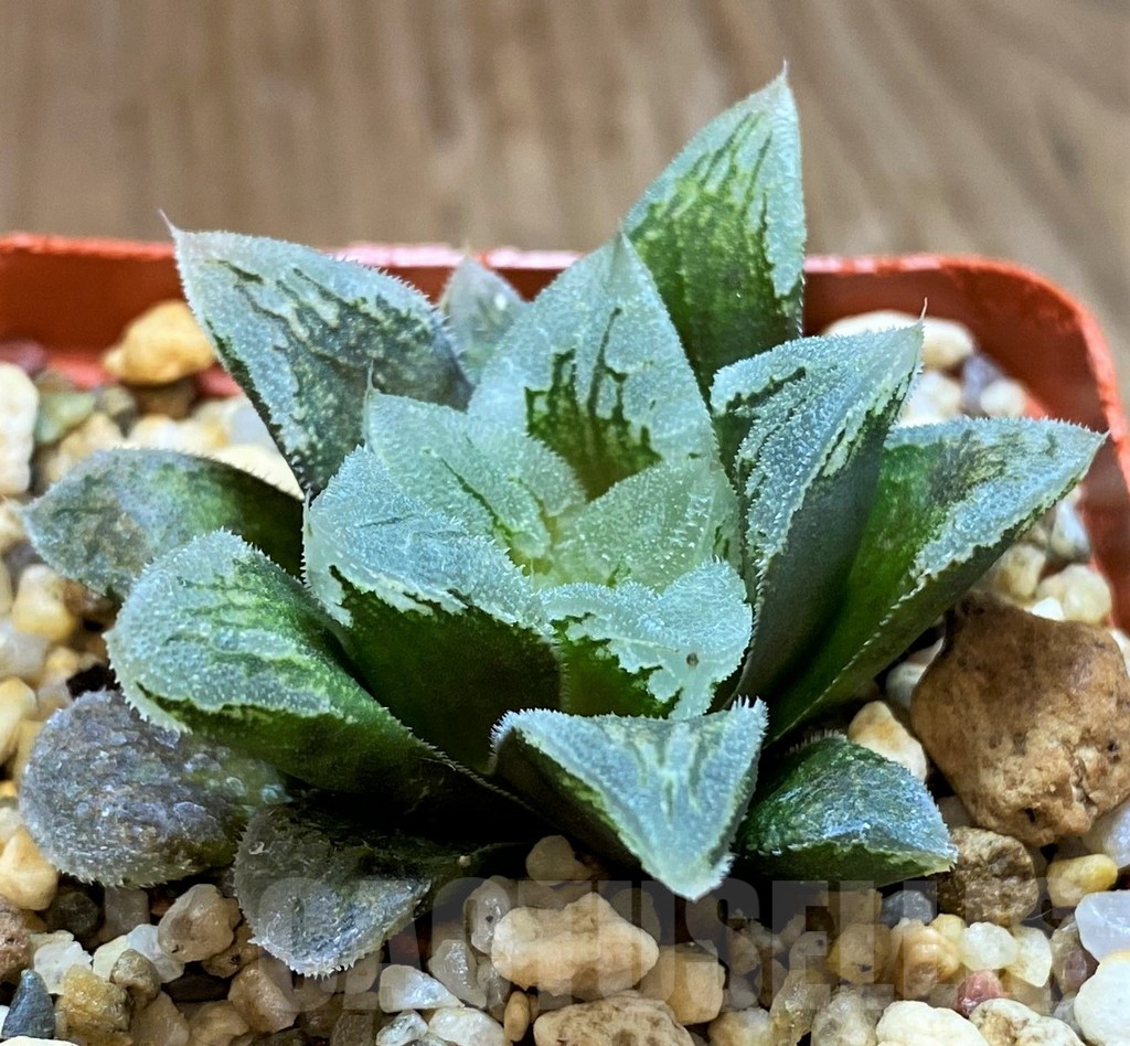 SH12749 Haworthia 'Hakuteijyo' hybrid
