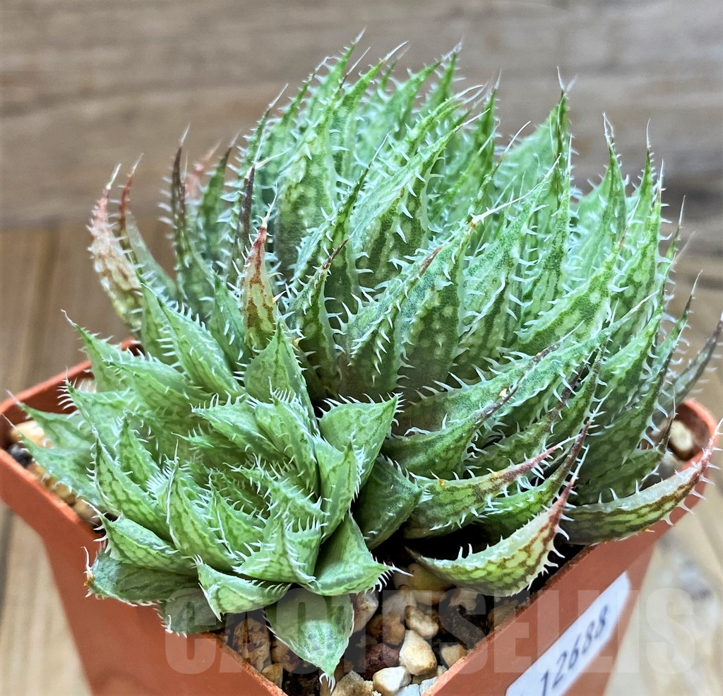 SH12688 Haworthia bolusii v. blackbeardiana - Image 2