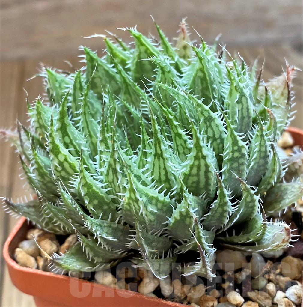 SH12688 Haworthia bolusii v. blackbeardiana