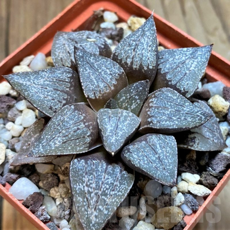 SH12689 Haworthia emelyae -Rooiberg- SH