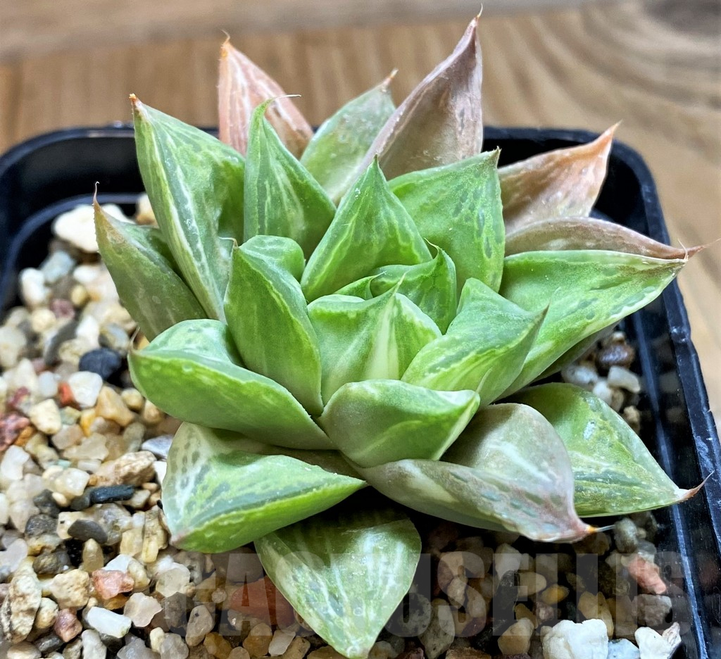 SH12690 Haworthia obtusa f. variegata - Image 2