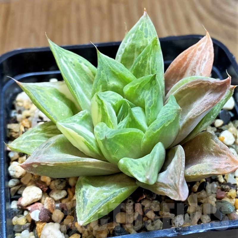 SH12690 Haworthia obtusa f. variegata