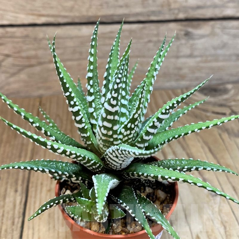 SH12691 Haworthia fasciala 'Big Band'