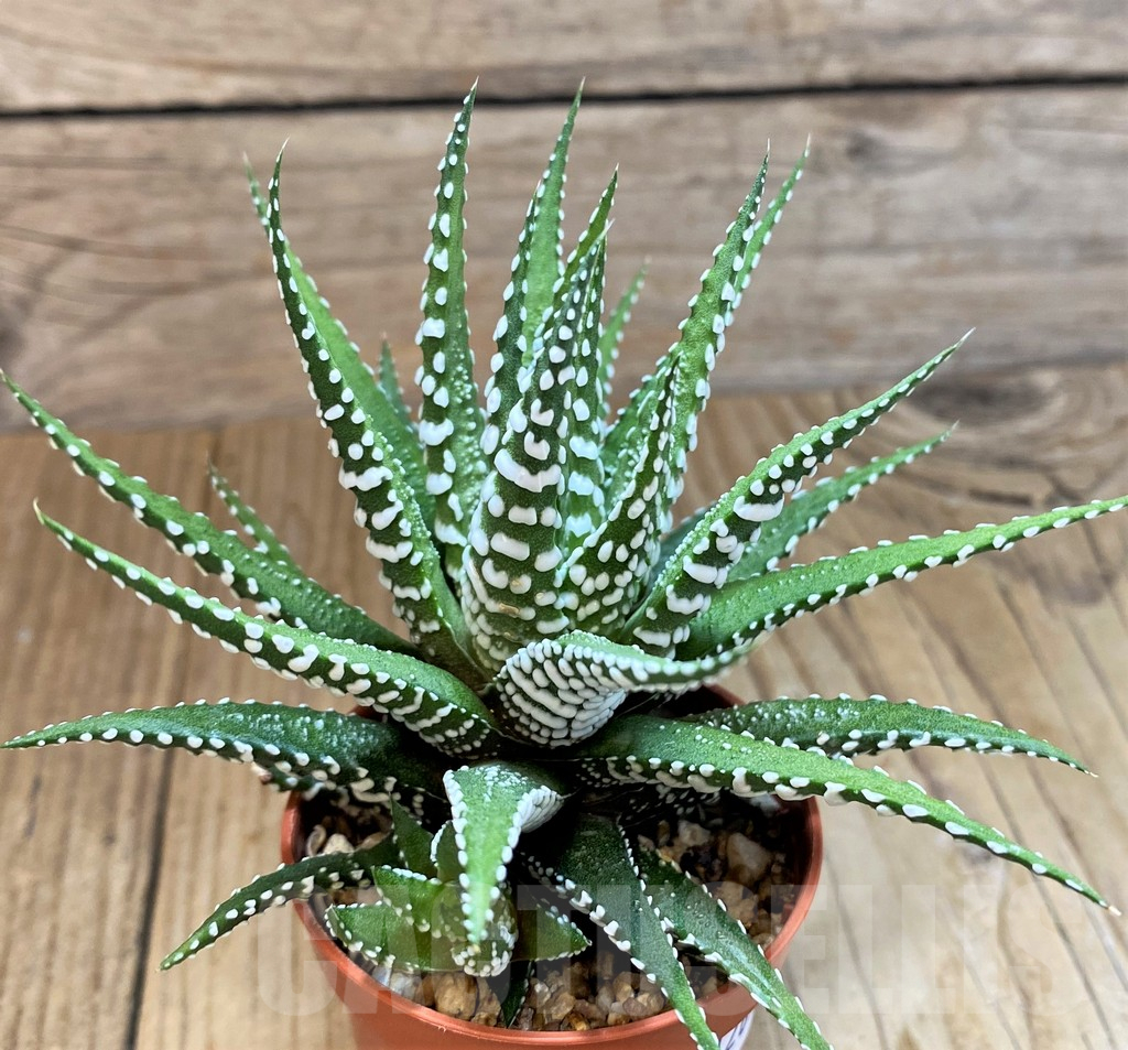SH12691 Haworthia fasciala 'Big Band'