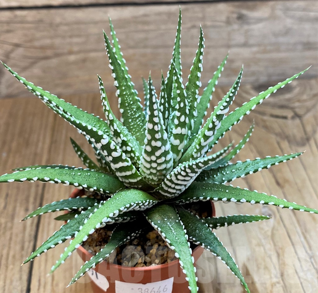 SH12691 Haworthia fasciala 'Big Band' - Image 2