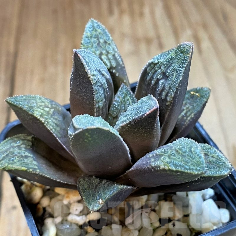 SH12692 Haworthia splendens x pygmaea 'Crystallina'