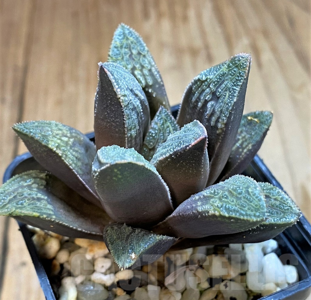 SH12692 Haworthia splendens x pygmaea 'Crystallina'