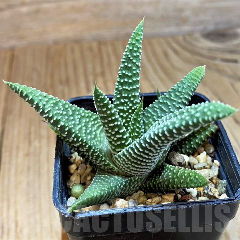 SH12703 Haworthia minima seedling