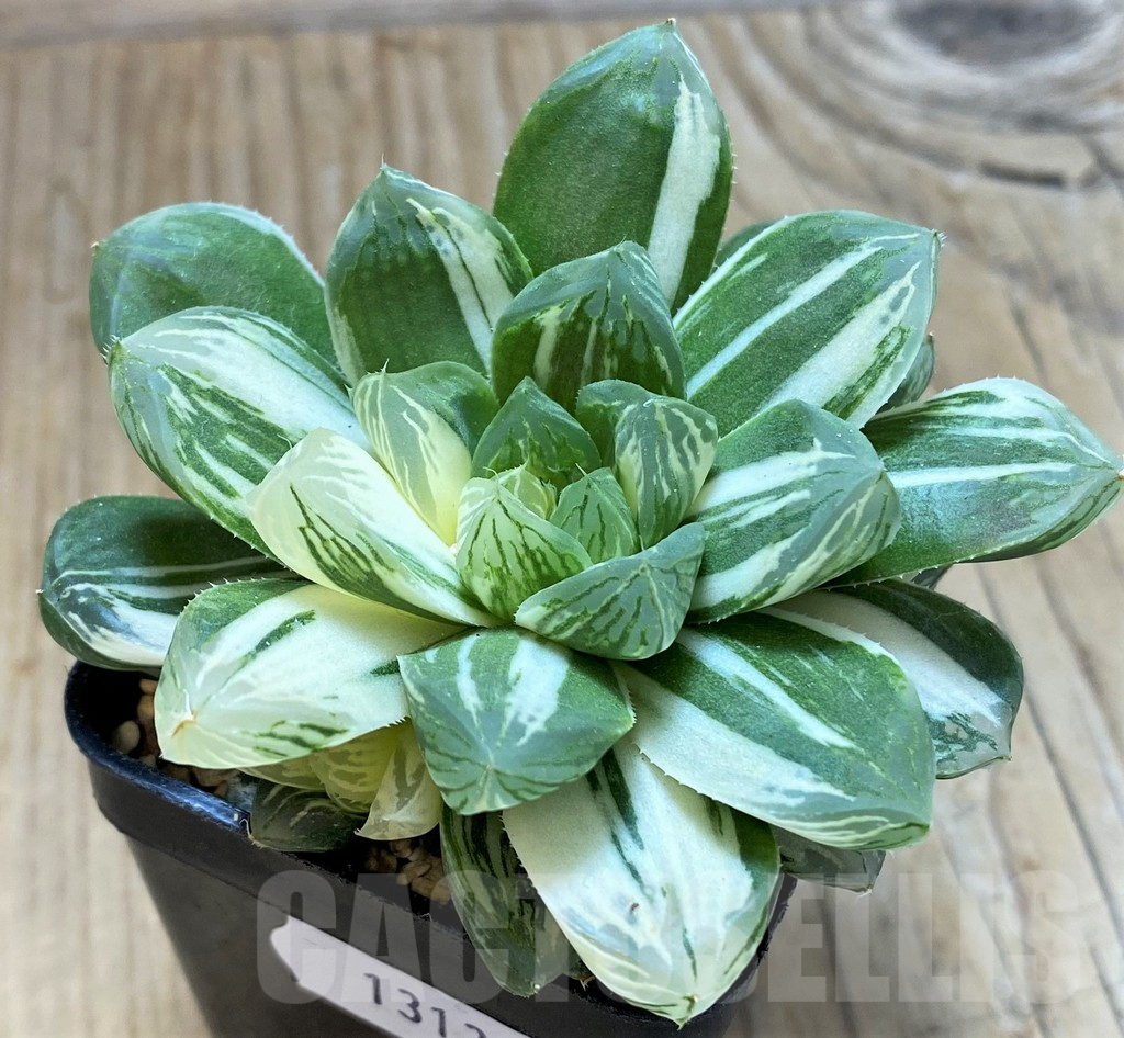 SH13135 Haworthia obtusa 'Marin' f. variegata - Image 2