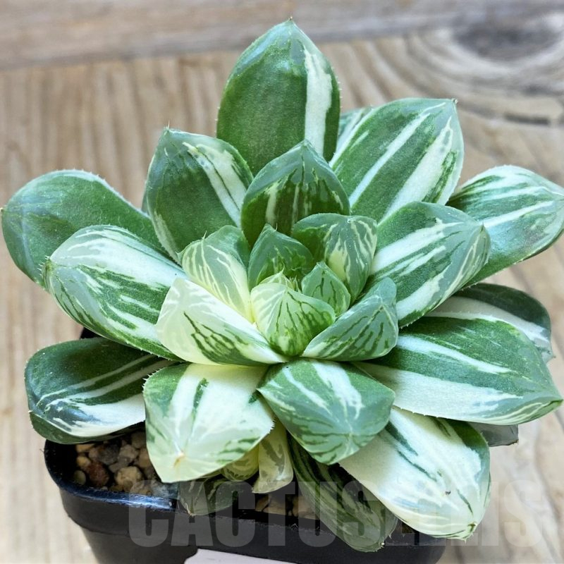 SH13135 Haworthia obtusa 'Marin' f. variegata