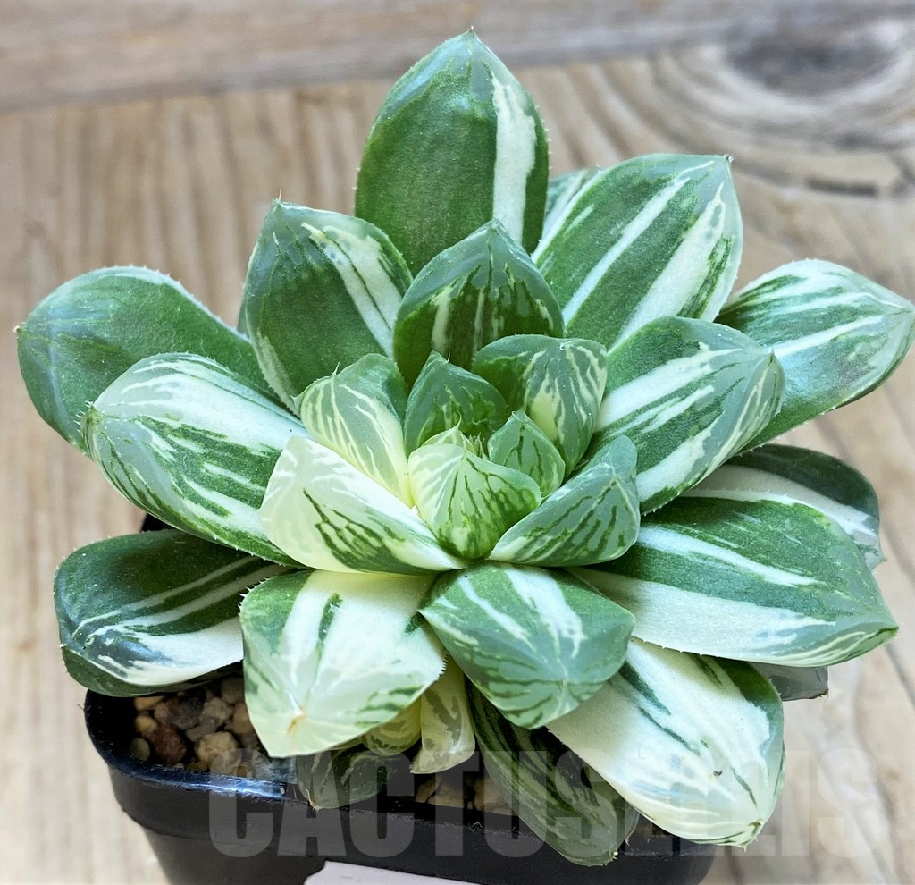 SH13135 Haworthia obtusa 'Marin' f. variegata