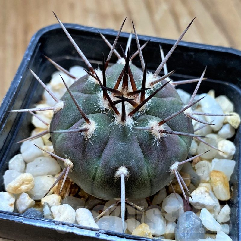 SH13434 Gymnocalycium castellanosii v. bozsingianum P205