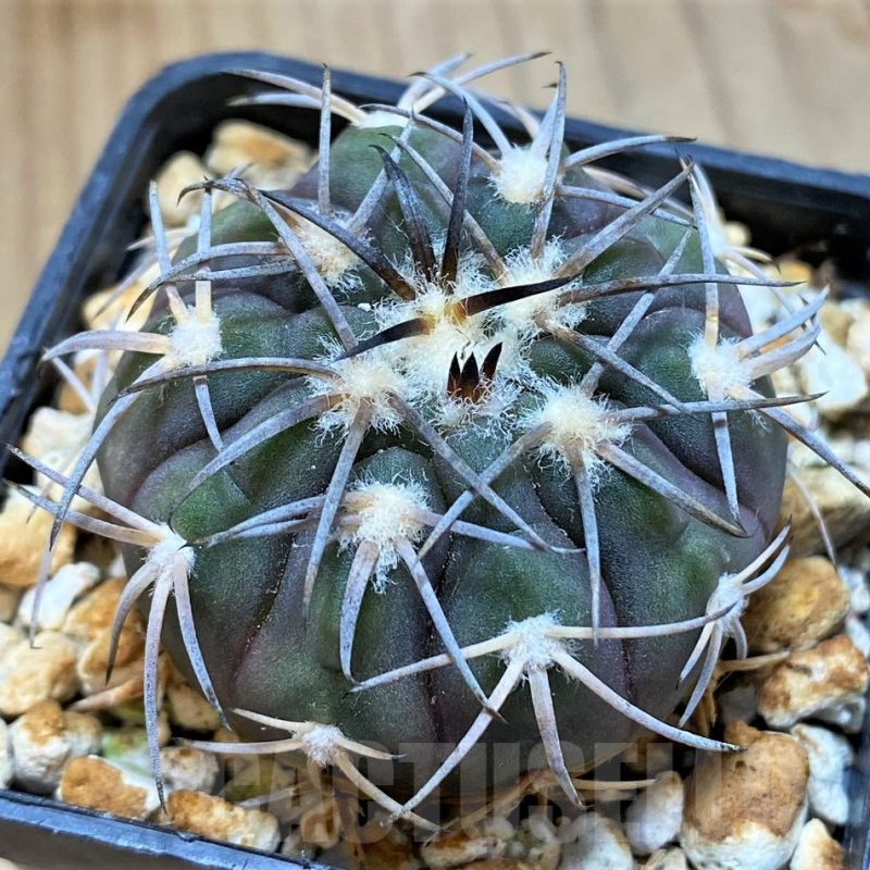SH13453 Gymnocalycium spegazzinii v. major