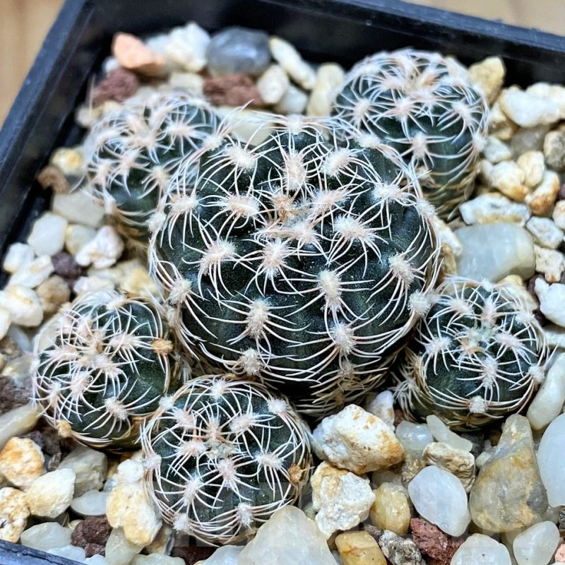 SH13454 Gymnocalycium bruchii