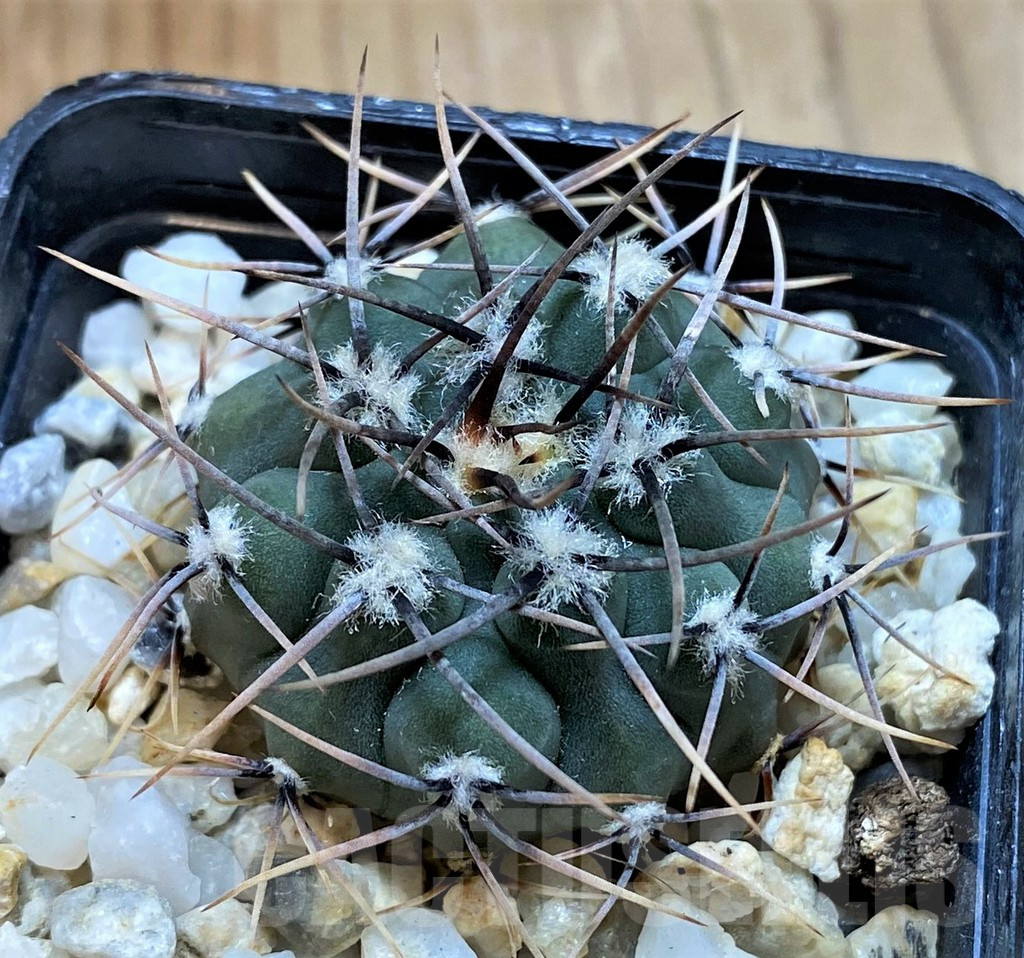 SH13433 Gymnocalycium ochoterenae LB 467