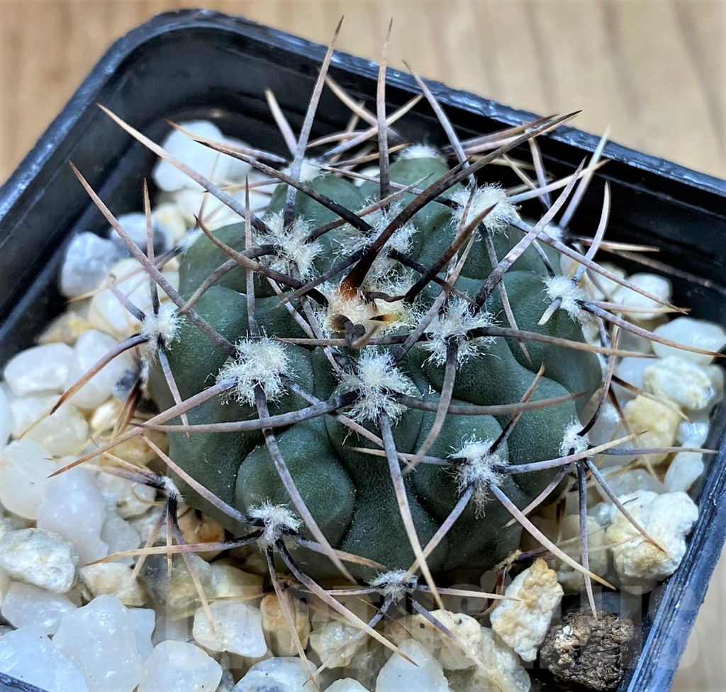SH13433 Gymnocalycium ochoterenae LB 467 - immagine 2