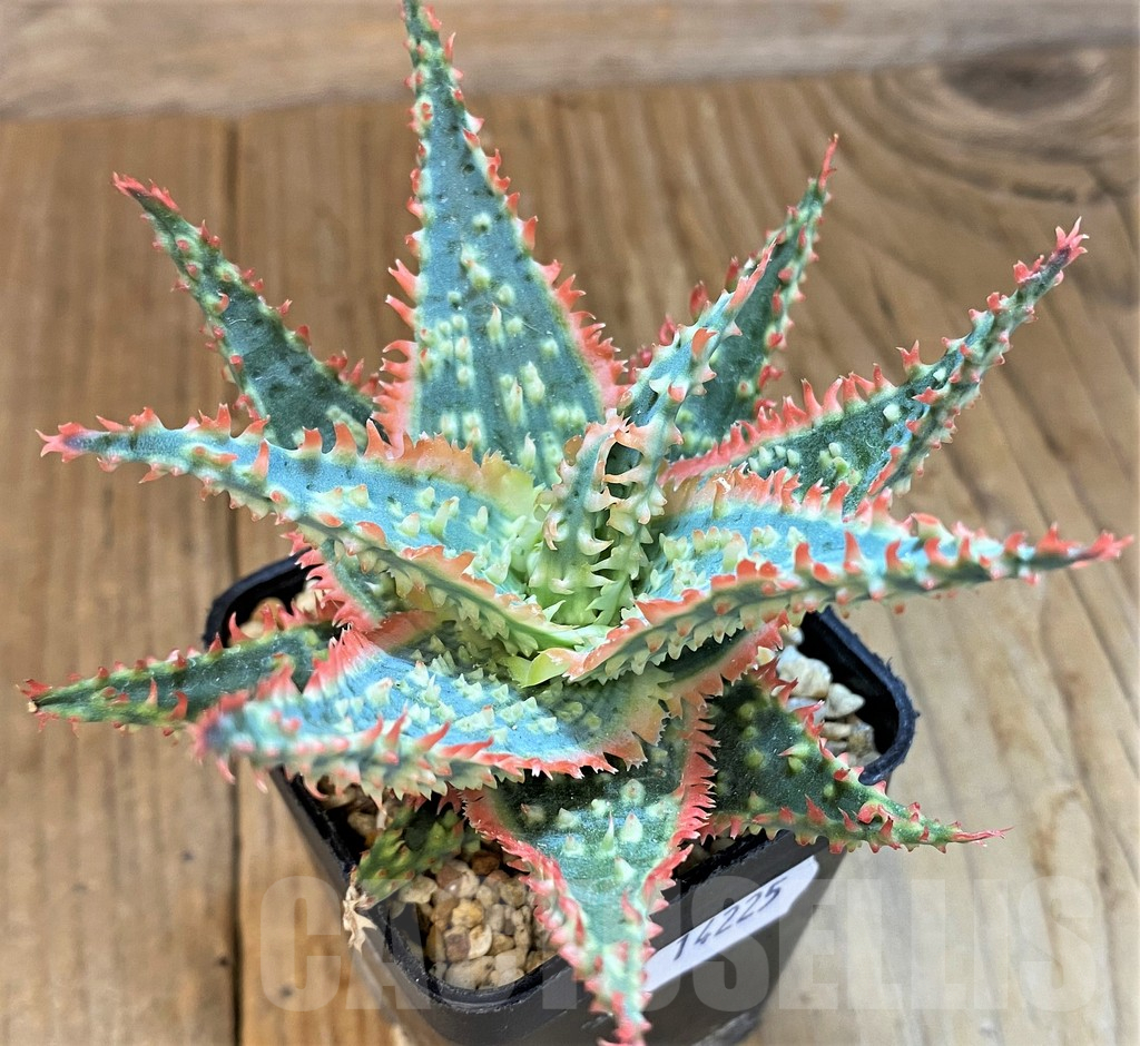 SH14225 Aloe TCT hybrid - Image 2