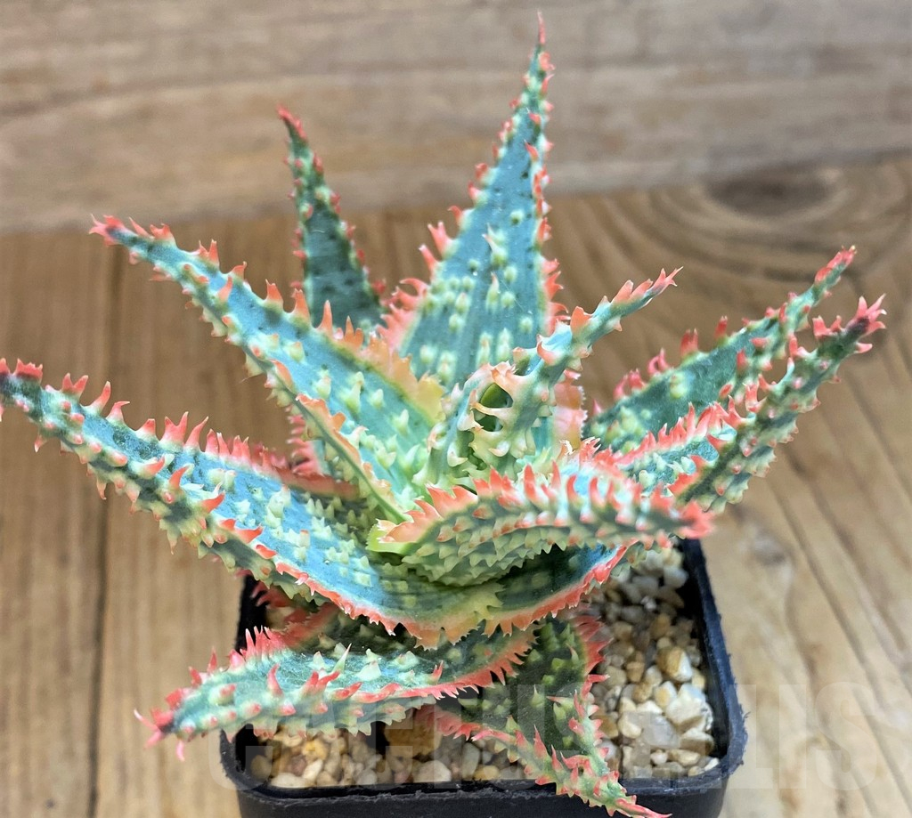 SH14225 Aloe TCT hybrid