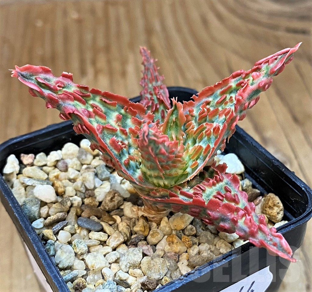 SH14244 Aloe TCT hybrid