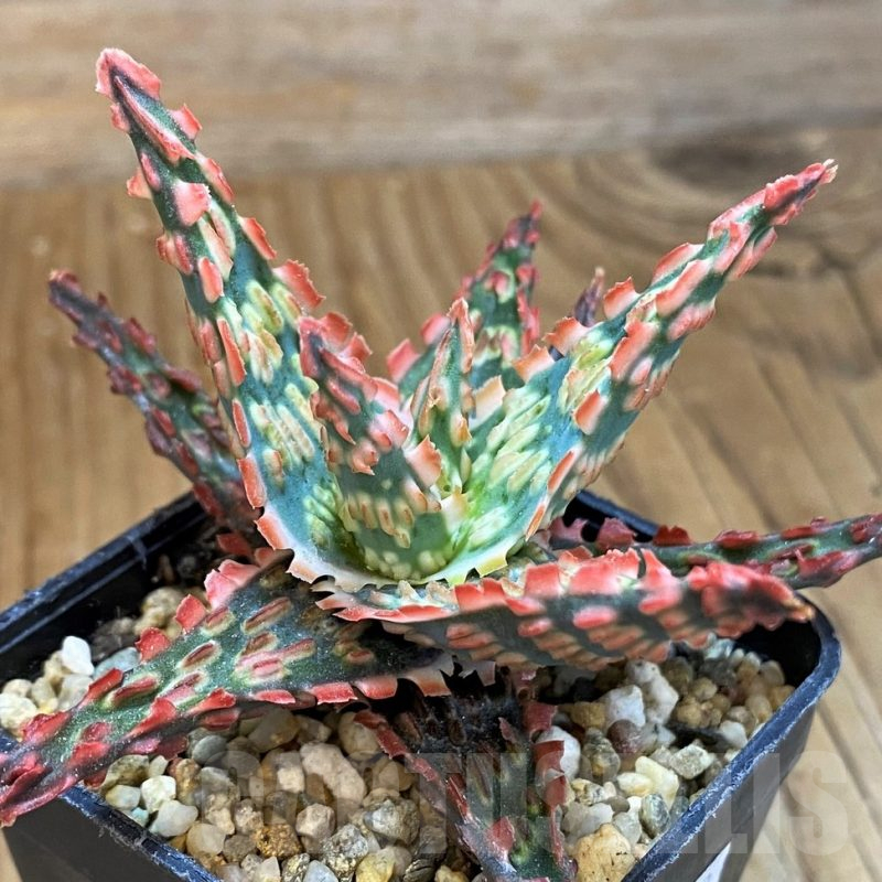 SH14252 Aloe TCT hybrid