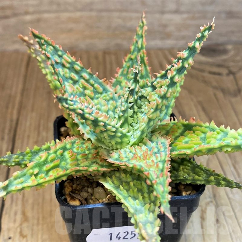 SH14255 Aloe TCT hybrid