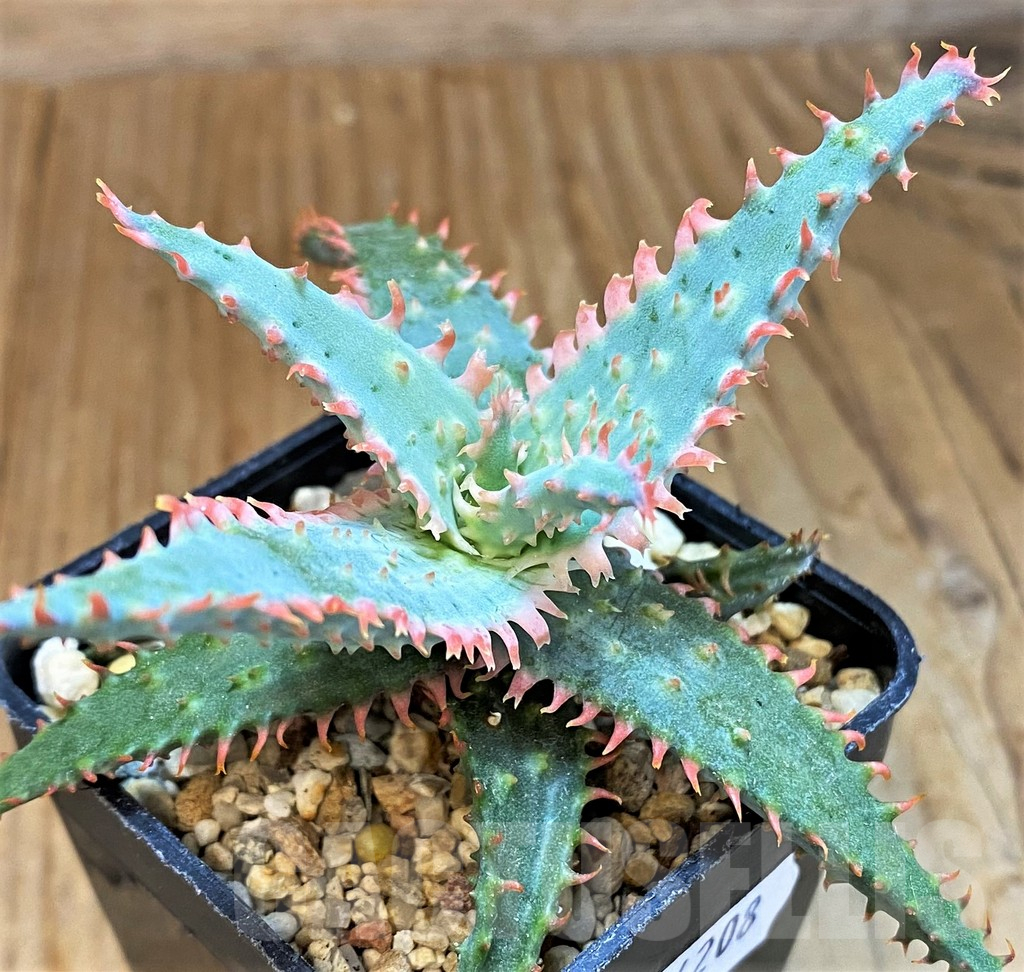 SH14208 Aloe TCT hybrid - immagine 2