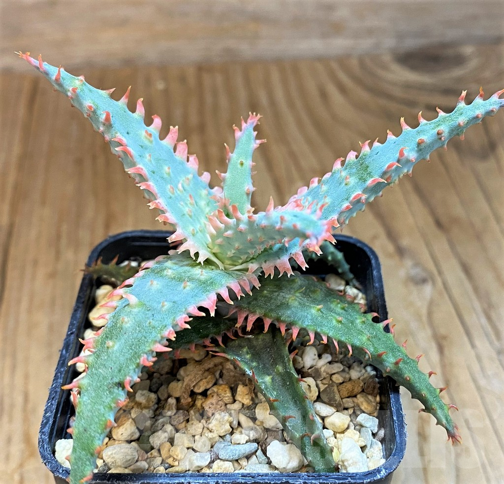 SH14208 Aloe TCT hybrid