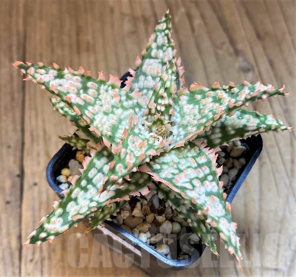 SH14209 Aloe TCT hybrid - immagine 2