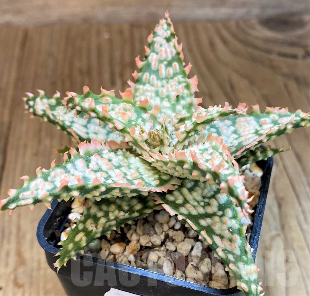 SH14209 Aloe TCT hybrid
