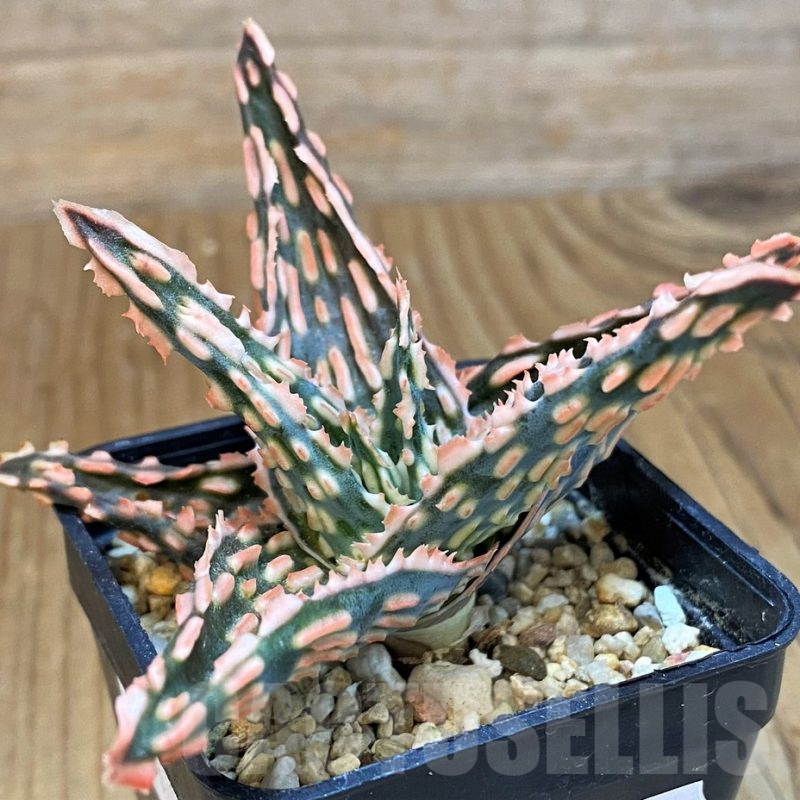 SH14210 Aloe TCT hybrid