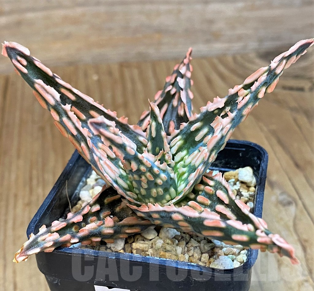 SH14210 Aloe TCT hybrid - Image 2